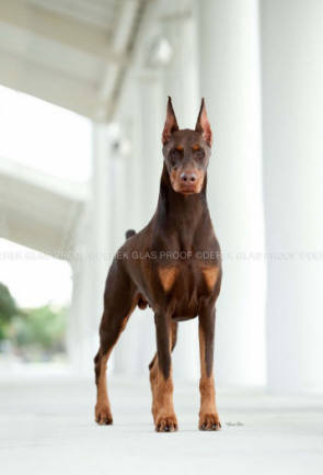 Sherluck dobermans hot sale