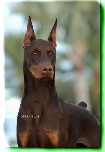 Gladiator 2024 doberman pinscher